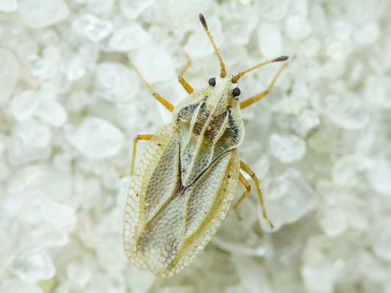 Elasmotropis testacea (Herrich-Schäffer, 1830)